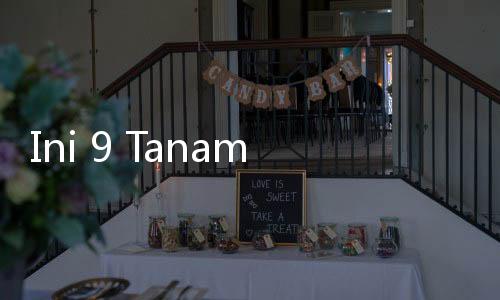 Ini 9 Tanaman Hias Pembawa Keberuntungan Menurut Feng Shui